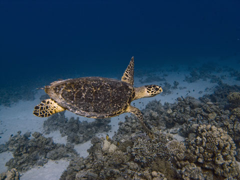 Морская Черепаха Морская Черепаха