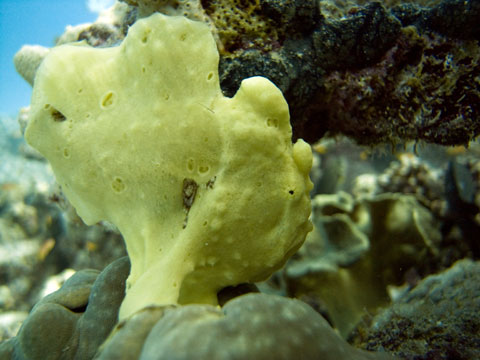 Frog Fish