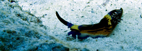 Nudibranch Nudibranch