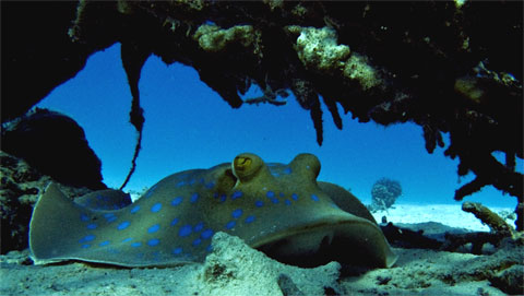 Blue spotted ray Blue spotted ray