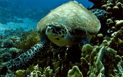 Морская Черепаха Морская Черепаха