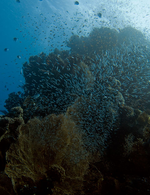 Красное Море Красное Море