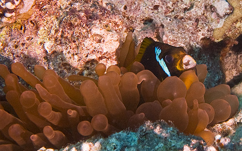 Nemo