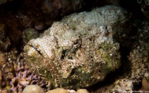 Дьявольский Скорпенопсис Дьявольский Скорпенопсис