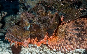 Плоскоголовый скорпенопсис Плоскоголовый скорпенопсис