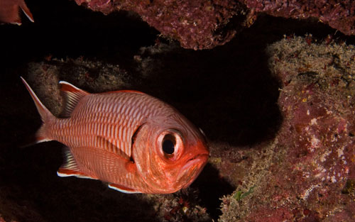 Soldier Fish Soldier Fish