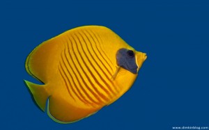 Butterflyfish - Рыба Бабочка