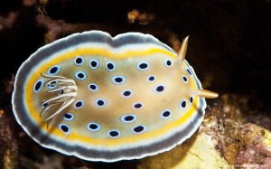 Nudibranch Chromodoris Geminus Голожаберник