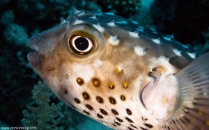 Yellowspotted Burrfish Рыба-Шар , Фугу