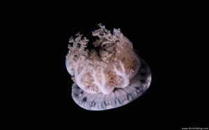 Медуза Красное Море
