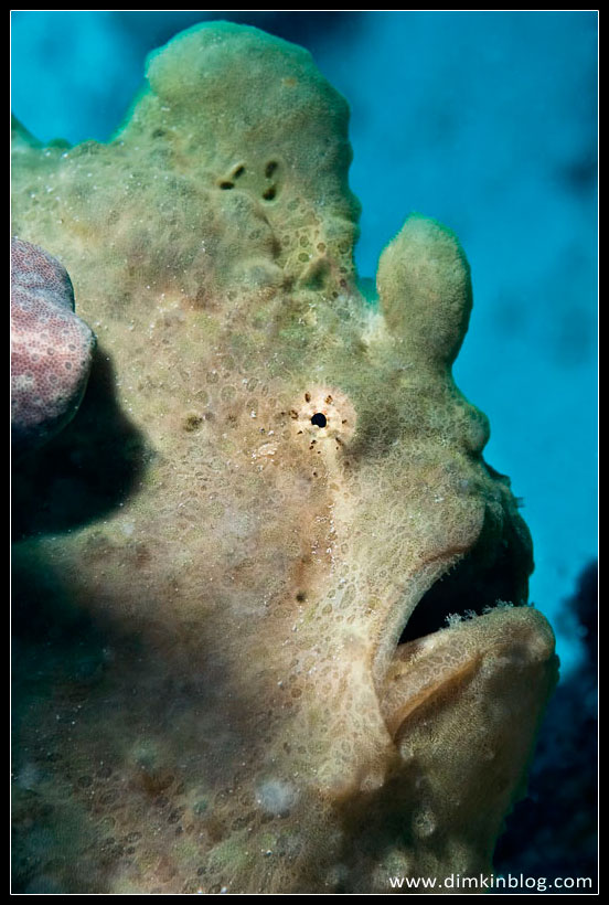 Рыба-Лягушка Frogfish
