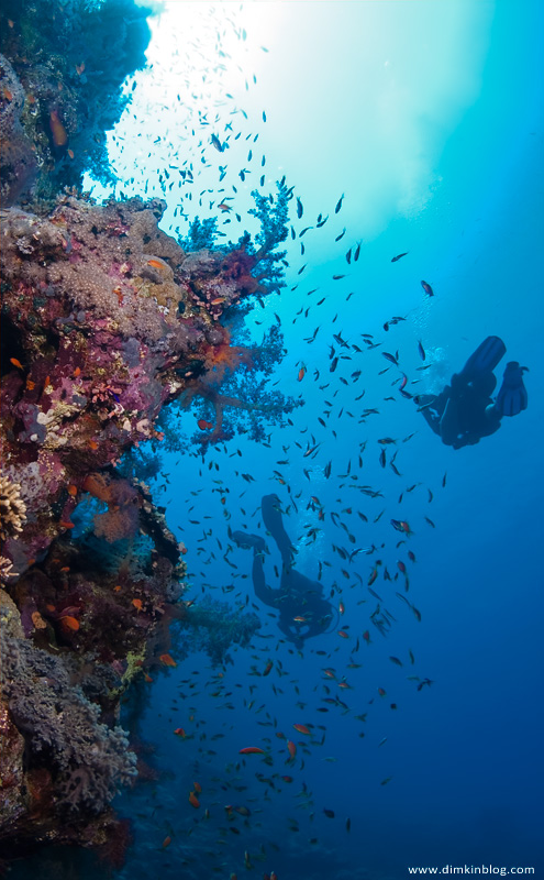 Риф Umm Gammar в Красном море Риф Umm Gammar в Красном море