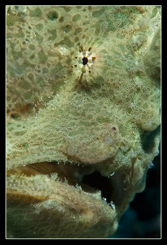 Рыба-жаба frogfish