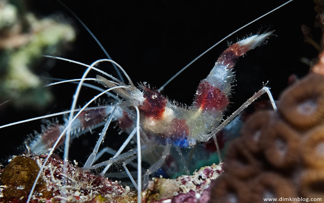 boxer shrimp