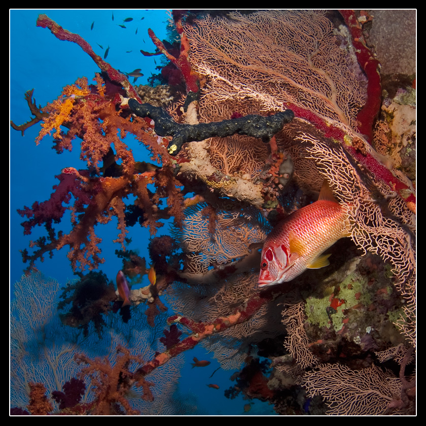 Красное море риф Карлос