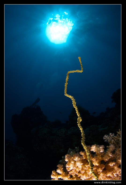 Загогулина Красного Моря Загогулина Красного Моря