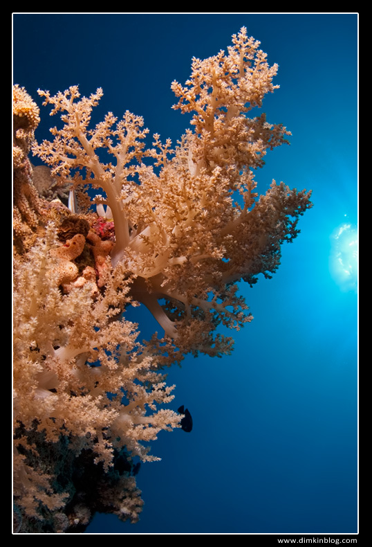 Soft Coral Soft Coral