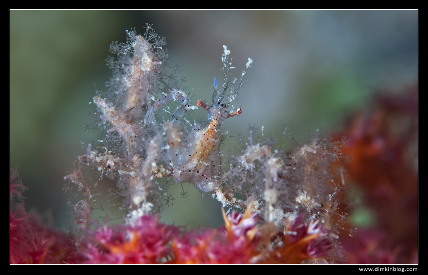 spider crab spider crab
