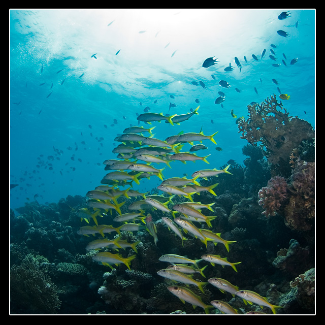 Красное море
