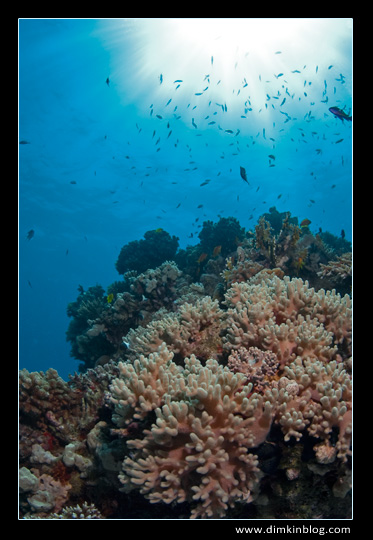 Красное море 