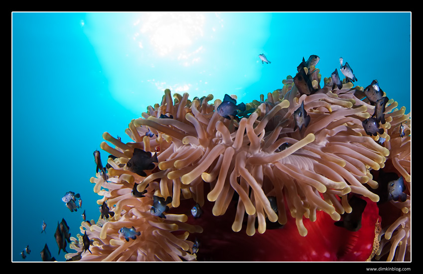 Nemo fish