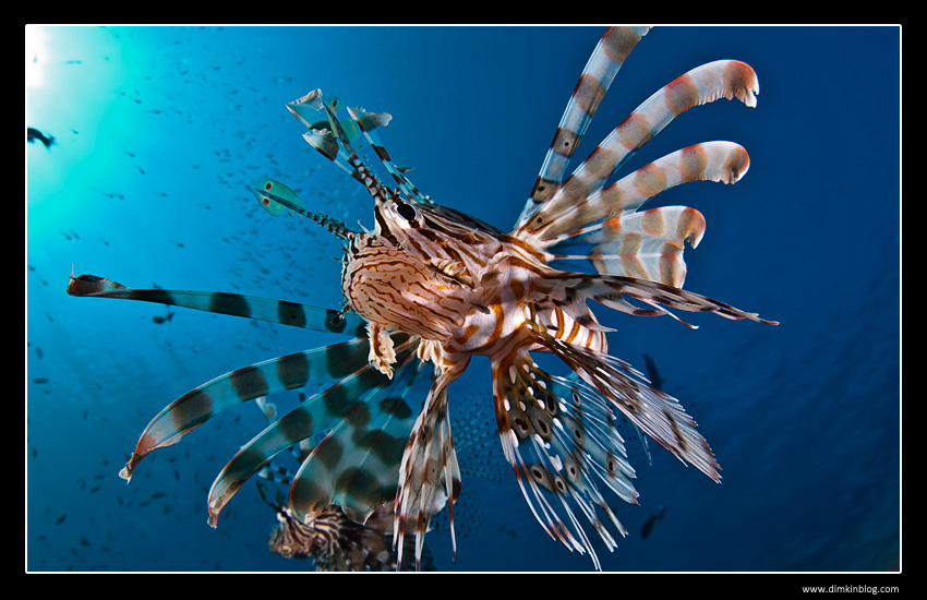 Крылатка Lion fish