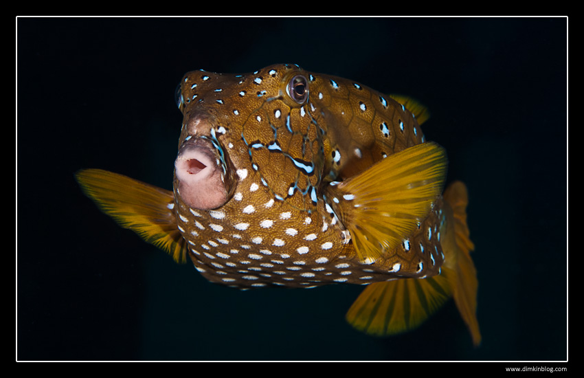 Box Fish - Кузовок