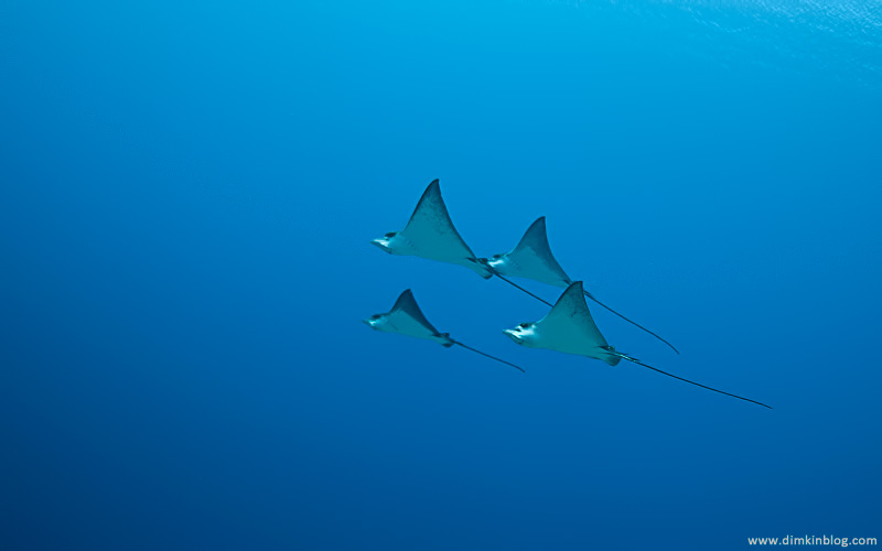 Скаты Орляки - Eagle Rays
