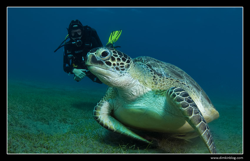 Морская черепаха