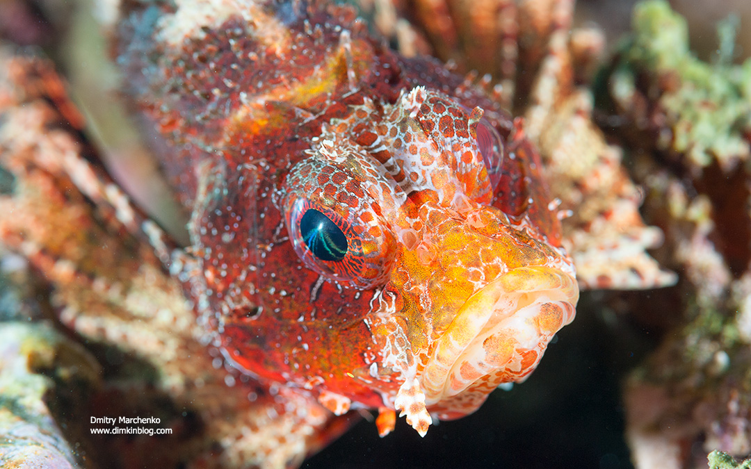 Lion fish