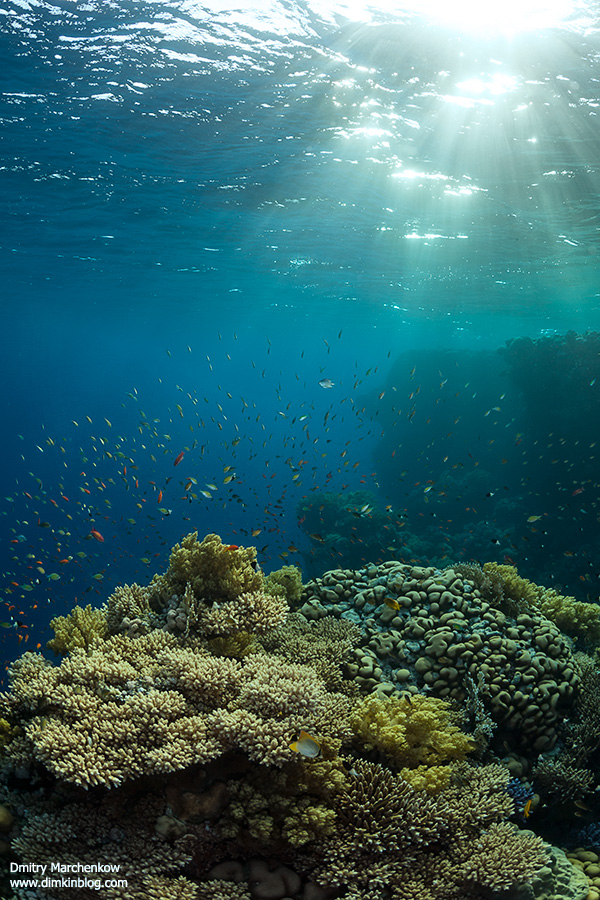 Saint John's reef