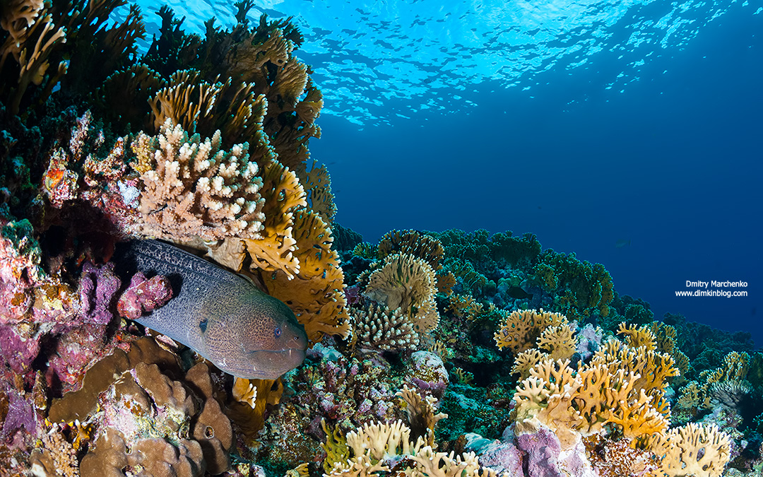Giant moray. Fire coral