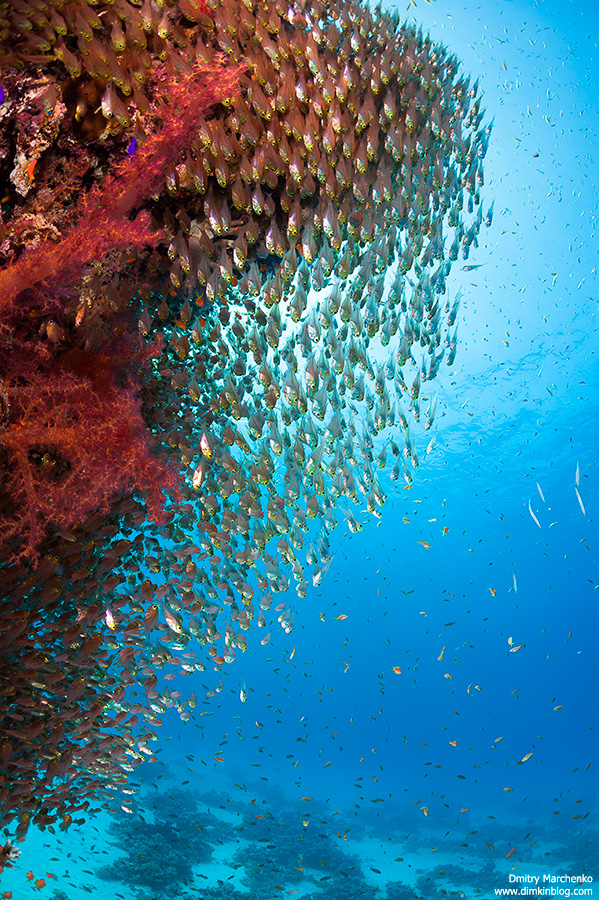 Nikon D700 + Sigma 15mm fisheye + вспышки Inon Z240 x 2