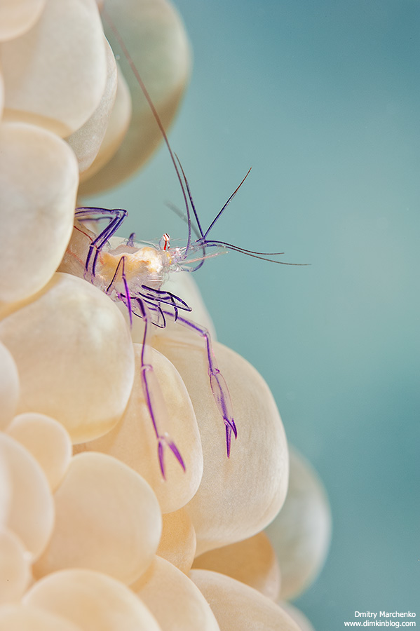 Nikon D700 + Nikkor 105mm macro + вспышки Inon Z240 x 2 + Close-UP wet lens
