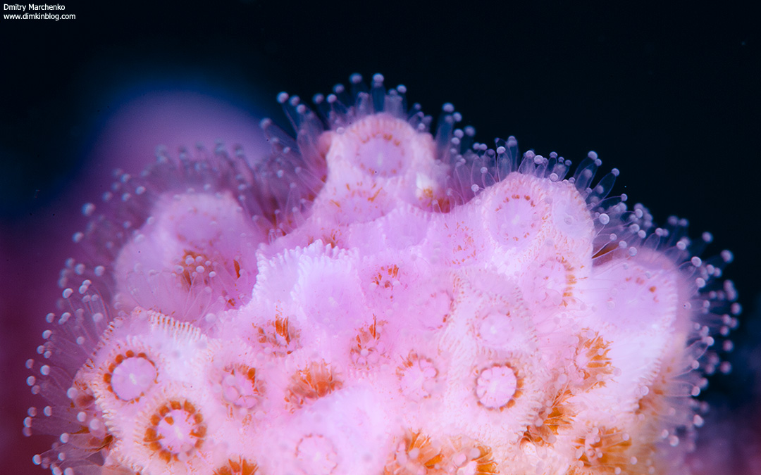 Nikon D700 + Nikkor 105mm macro + x1.4 TC + 24mm Extesion tube + вспышки Inon Z240 x 2 + Close-UP wet lens