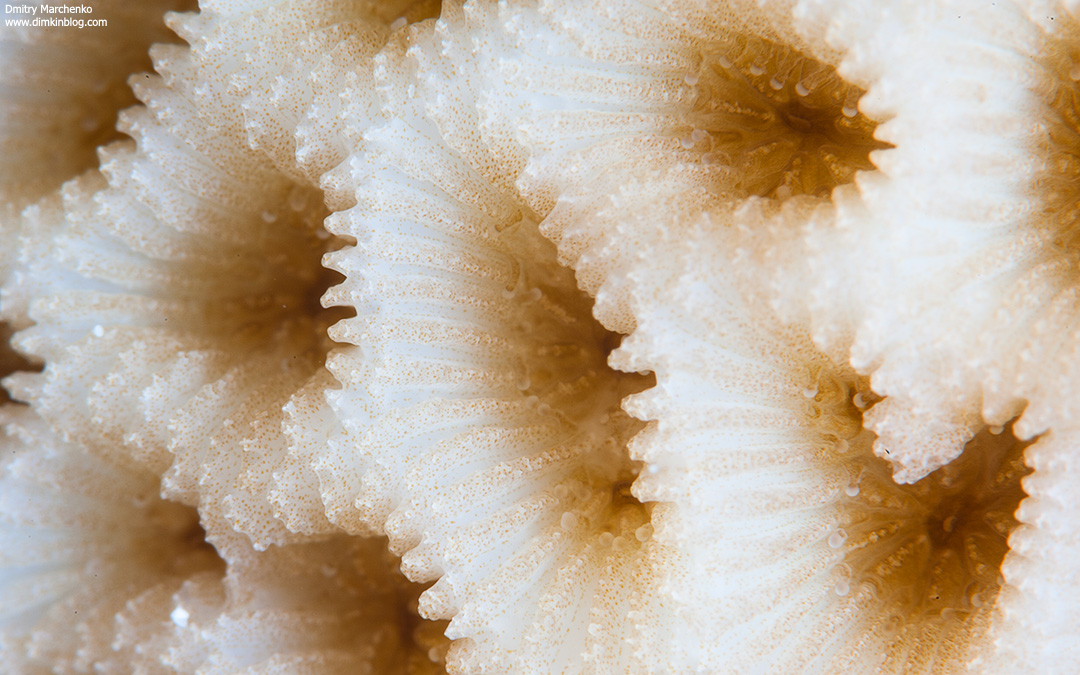 Nikon D700 + Nikkor 105mm macro + x1.4 TC + 24mm Extesion tube + вспышки Inon Z240 x 2 + Close-UP wet lens