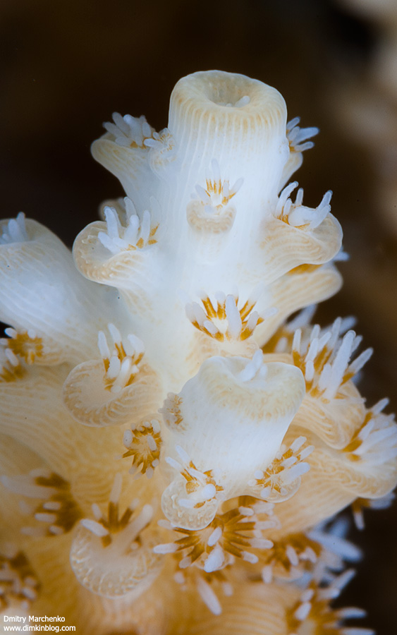 Nikon D700 + Nikkor 105mm macro + x1.4 TC + 24mm Extesion tube + вспышки Inon Z240 x 2 + Close-UP wet lens