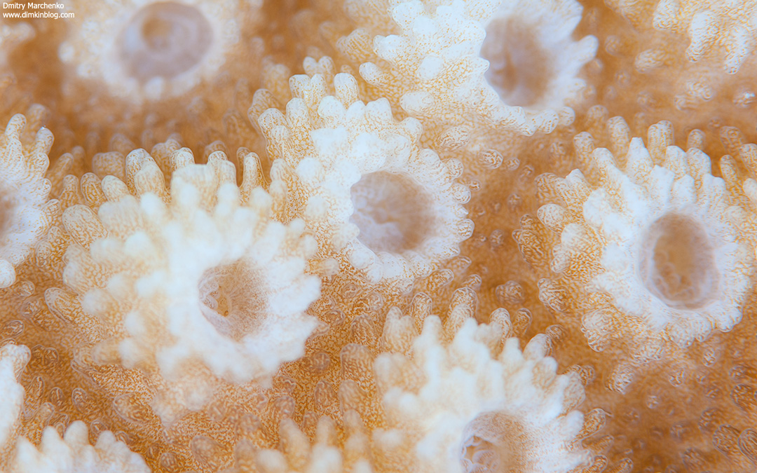 Nikon D700 + Nikkor 105mm macro + x1.4 TC + 24mm Extesion tube + вспышки Inon Z240 x 2 + Close-UP wet lens
