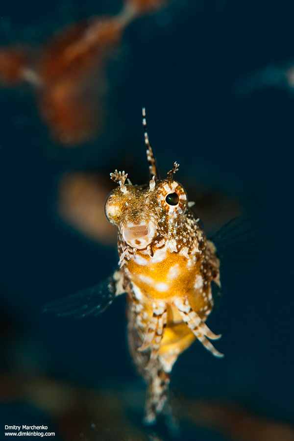 Longfin fangblenny Longfin fangblenny