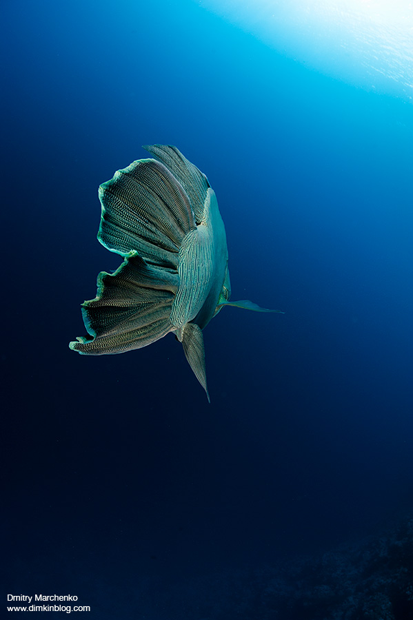 Nikon D700 + Sigma 15mm