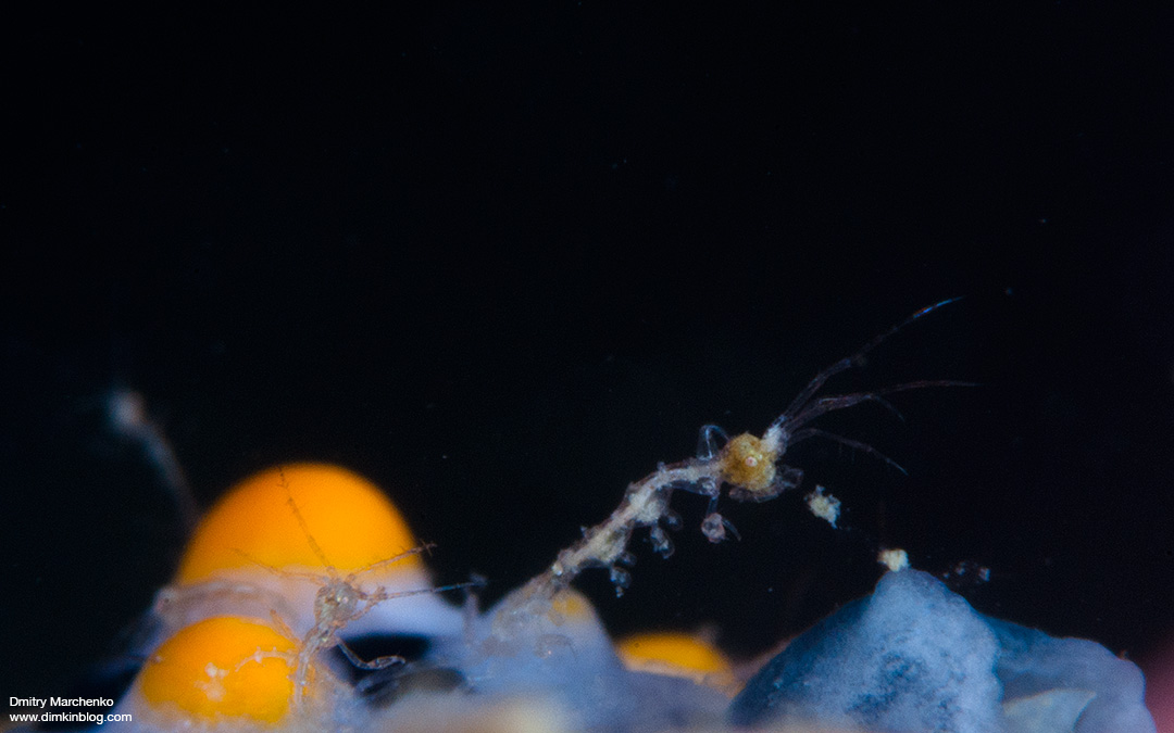 Морская козочка-скелетон. Skeleton Shrimp