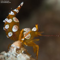 Pregnant Sexy Anemone Shrimp