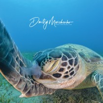Facepalm ‍- Green Sea Turtle