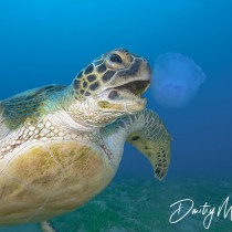 Lunch Time – Green Sea Turtle eating Jellyfish