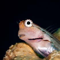 Blennyfish
